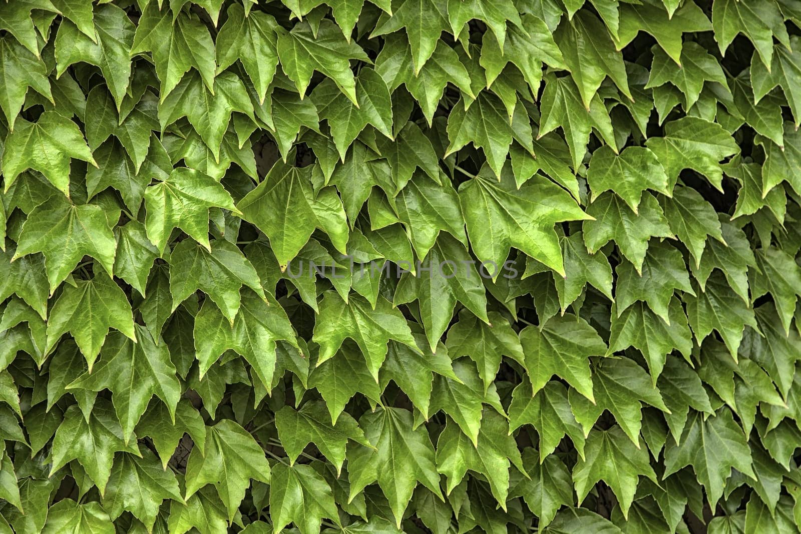 Detail of wild vegetation, decoration with plants, natural