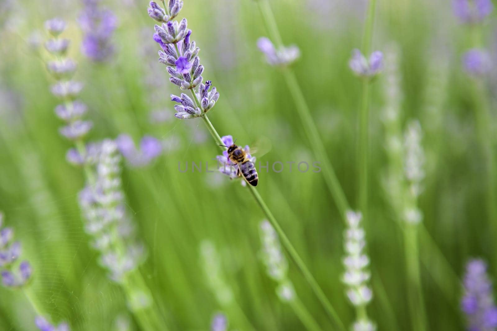 Detail of bee pollinating lavender flowers in nature