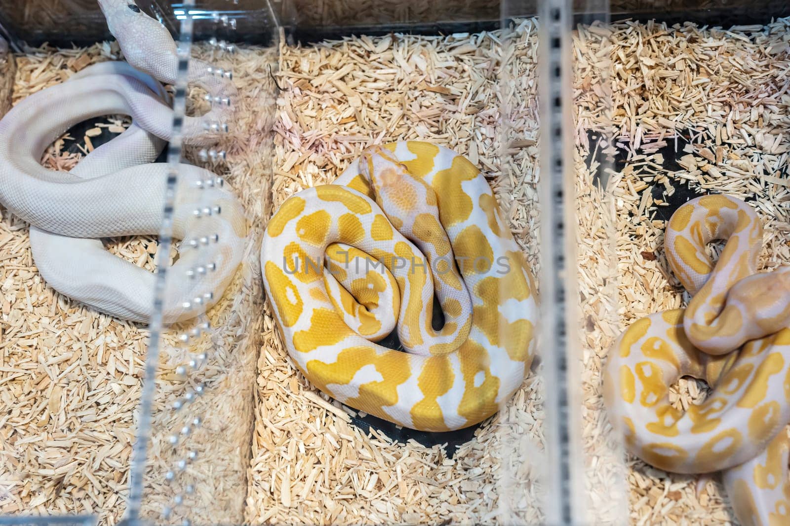 Ball python in the acrylic cabinet waiting to be sold. It's a popular pet in Thailand.