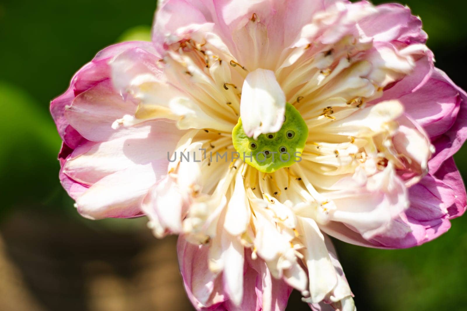 Full bloom pink lotus flower. Close up withered pink lotus flowers blooming in the pond.