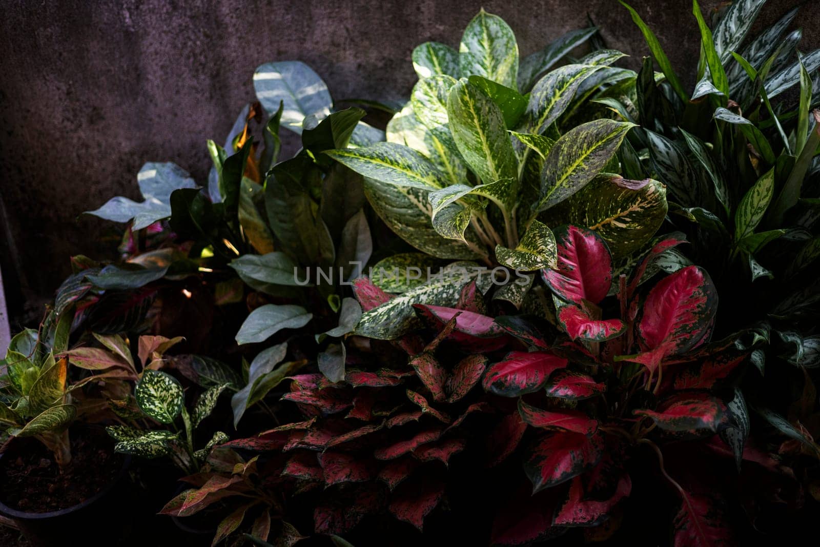 Colorful Leaves And Cement Fence. The Cement Fence Walls Are Decorated With Potted Plants For Beauty.