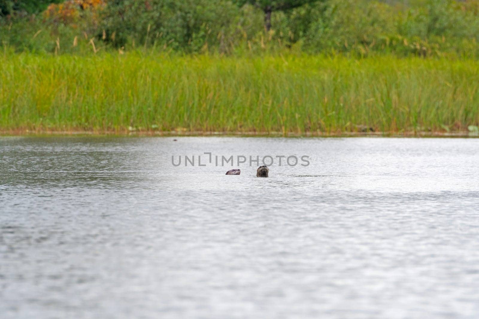 A pair of River Otters Watching From the Water in Sioux Narrows Provincial Park in Ontario