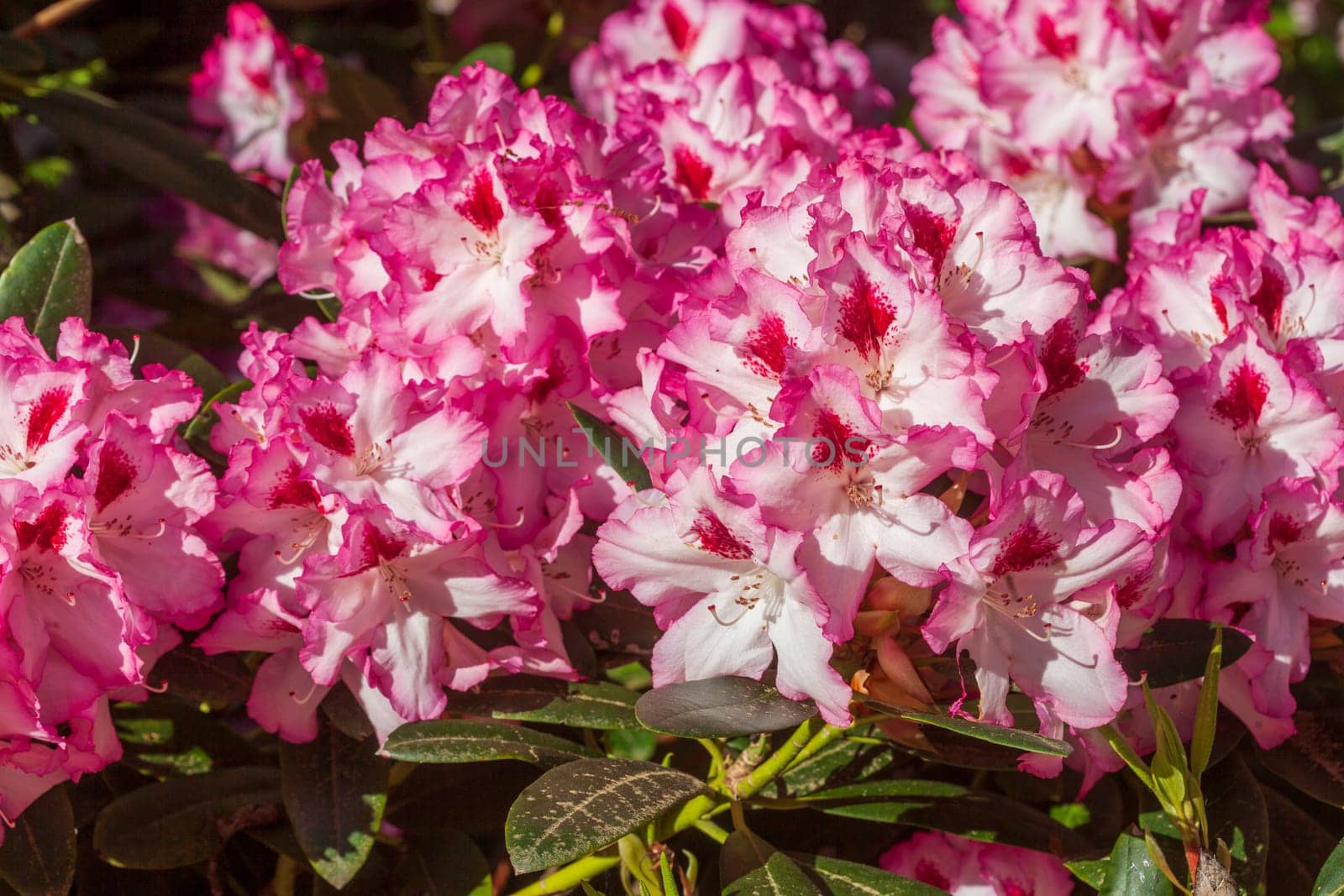 Pink rhododendron blossom, Close-Up, Germany