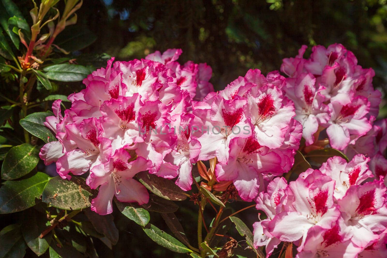 Pink rhododendron blossom, Close-Up, Germany