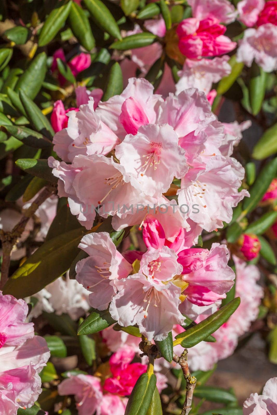 Pink rhododendron blossom, Close-Up, Germany