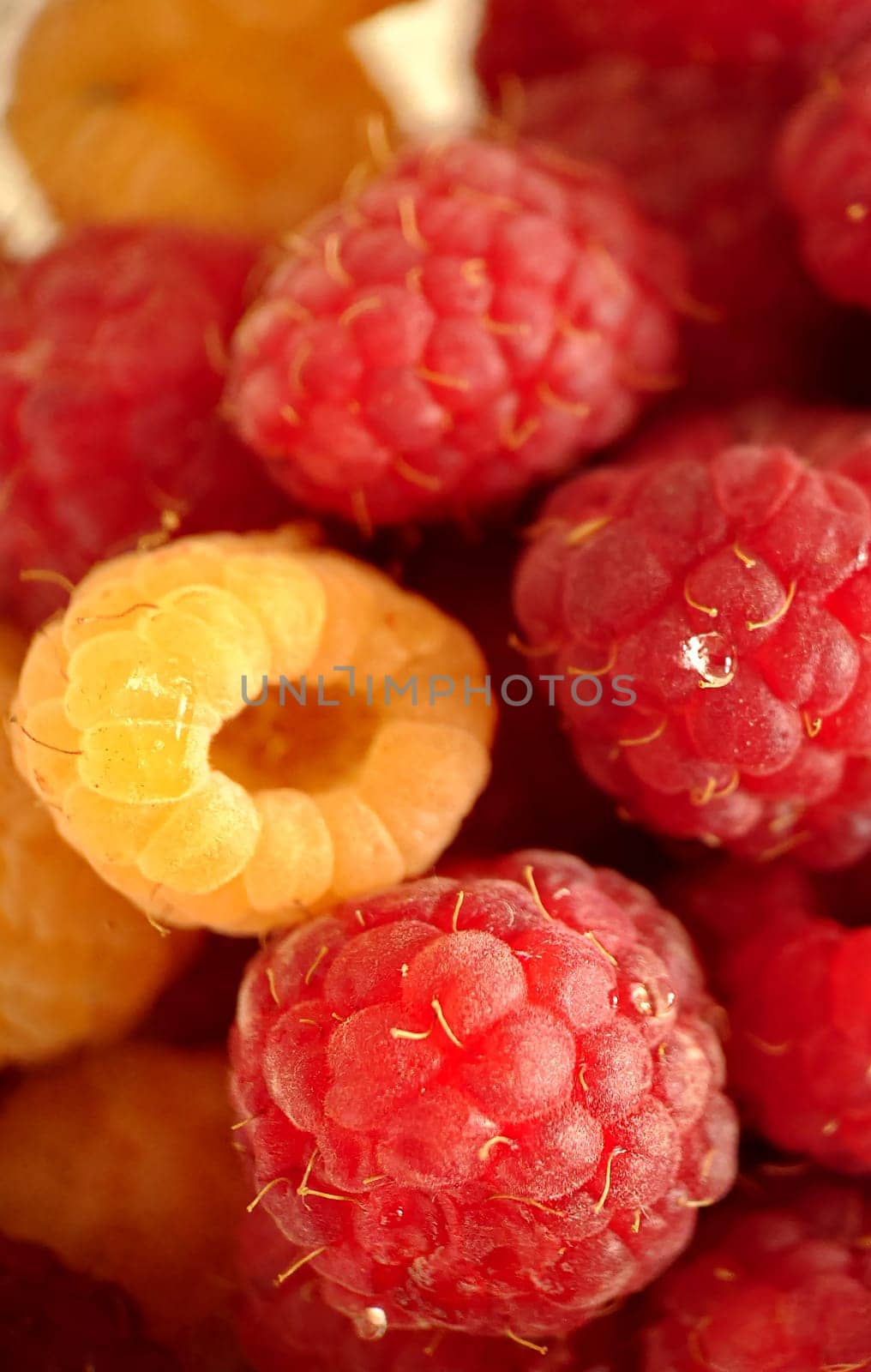 Macrophotography.A handful of ripe garden raspberries of red-yellow color.Texture or background