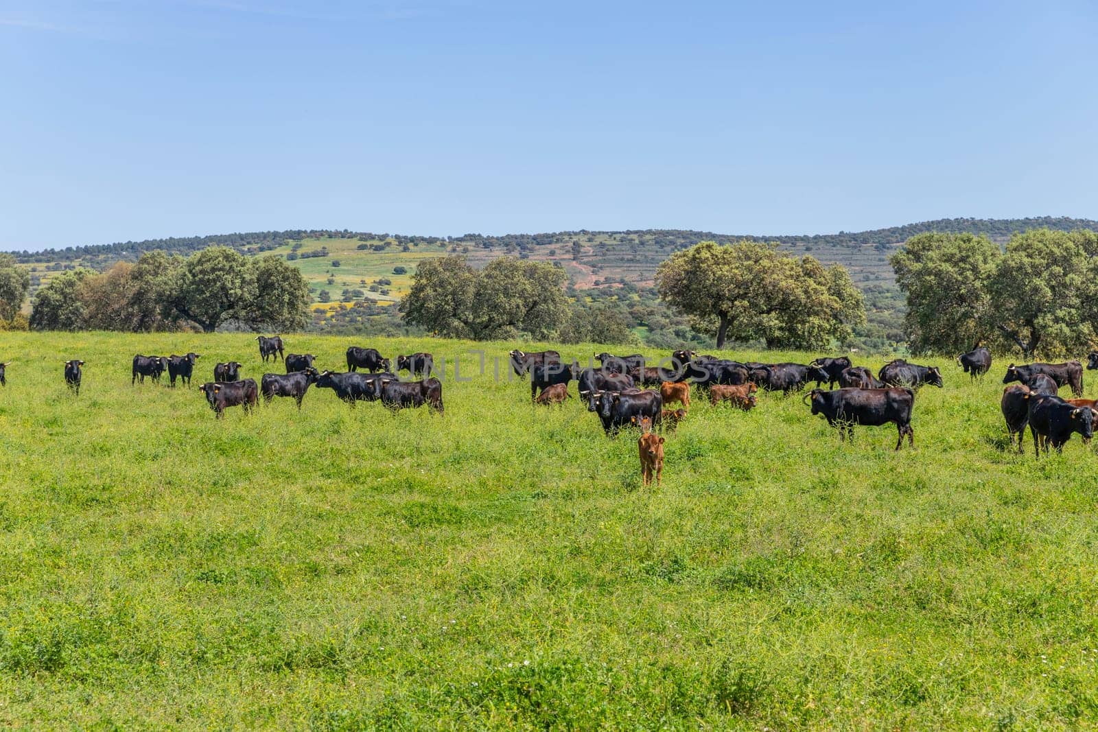 black bulls in a bull farm (for bullfights) near Granada, Andalucia, Spain
