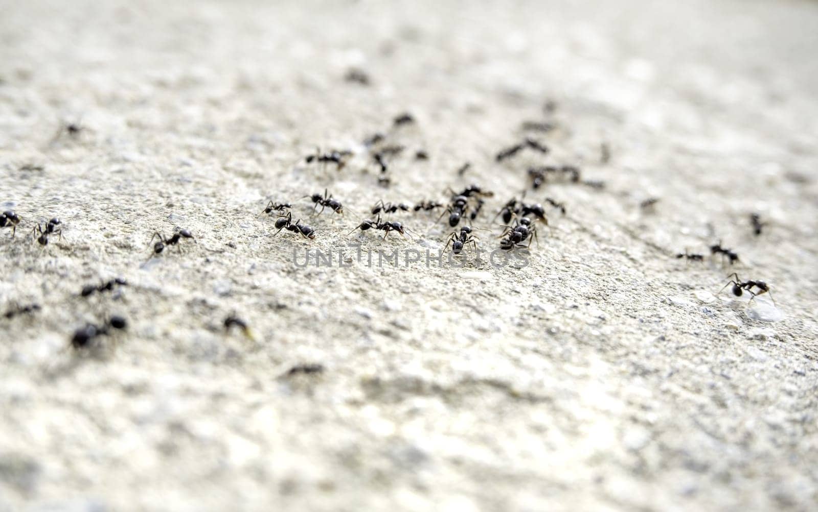 Detail of a group of ants on the street