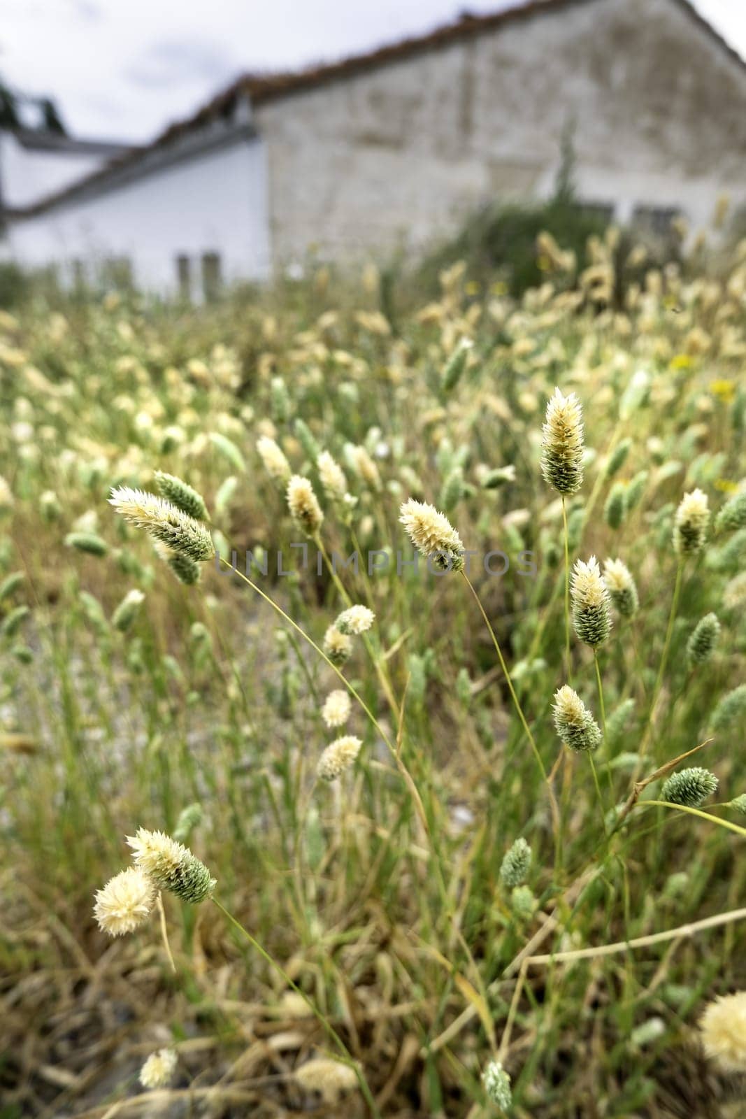 Detail of wild flowers in nature, natural beauty