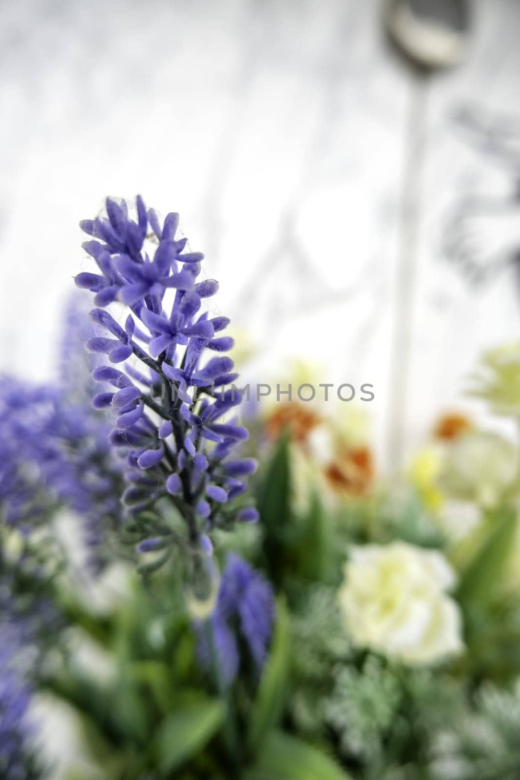 Detail of wild flowers in nature, flora