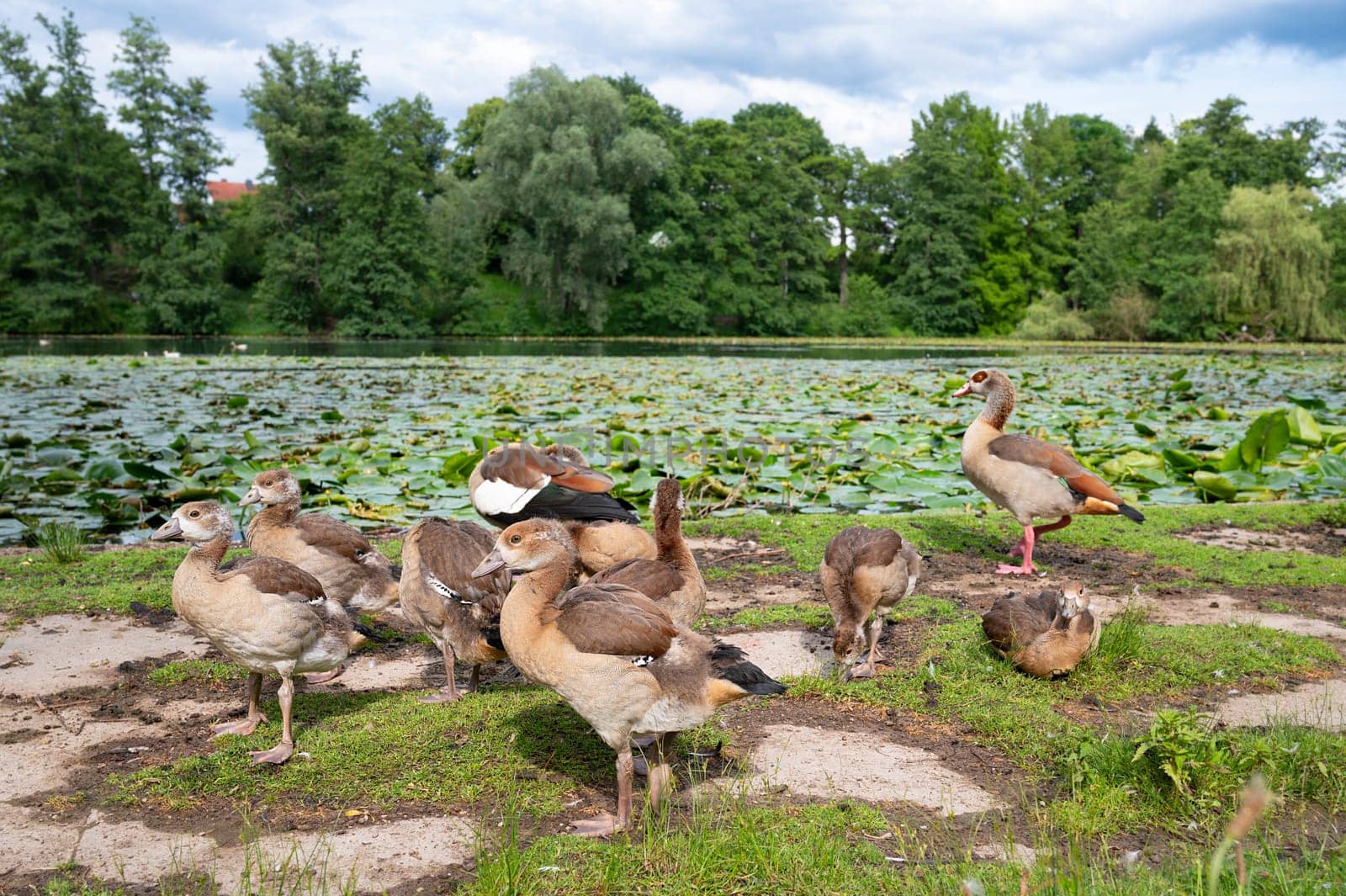 Egyptian goose chick, alopochen aegyptiaca family on a meadow in spring, animal and water bird