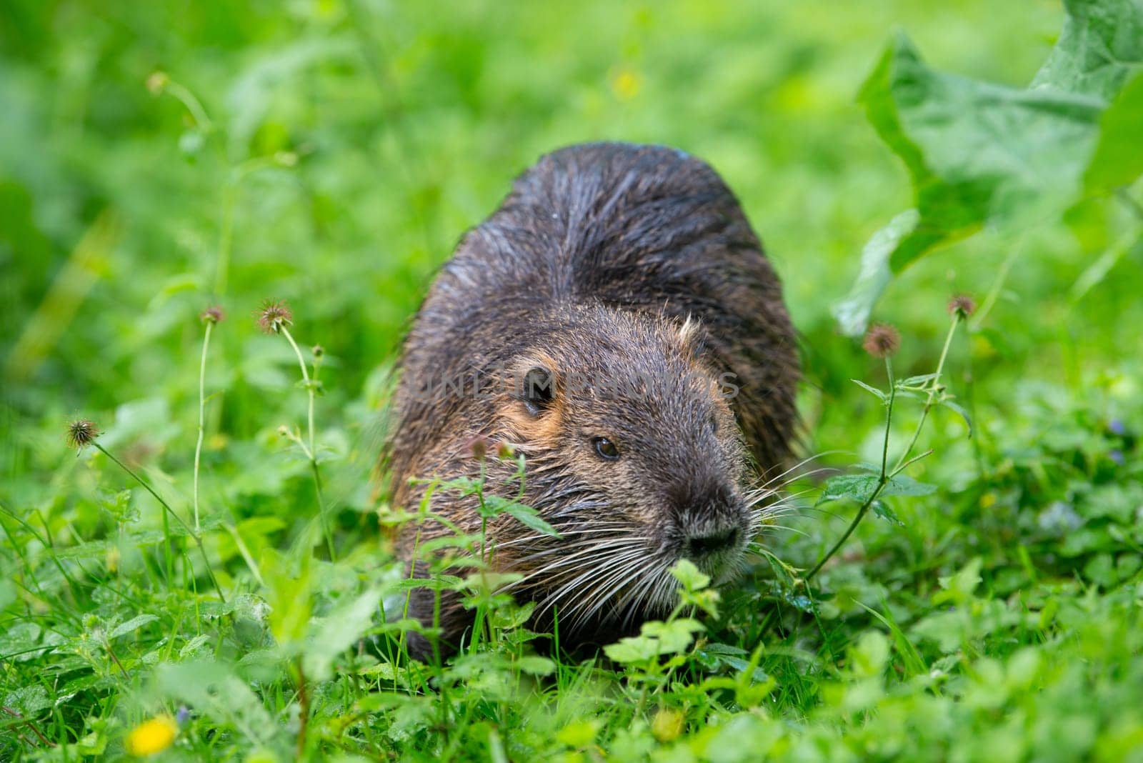 Nutria river rat, coypu herbivorous, semiaquatic rodent member of the family Myocastoridae on the meadow, baby animals, habitant wetlands
