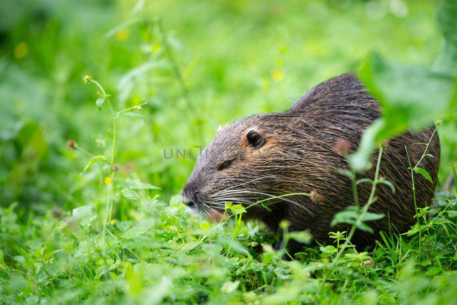 Nutria river rat, coypu herbivorous, semiaquatic rodent member of the family Myocastoridae on the meadow, baby animals, habitant wetlands