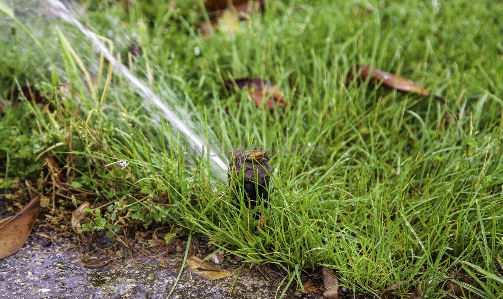 Detail of sprinkler throwing water to irrigate crops