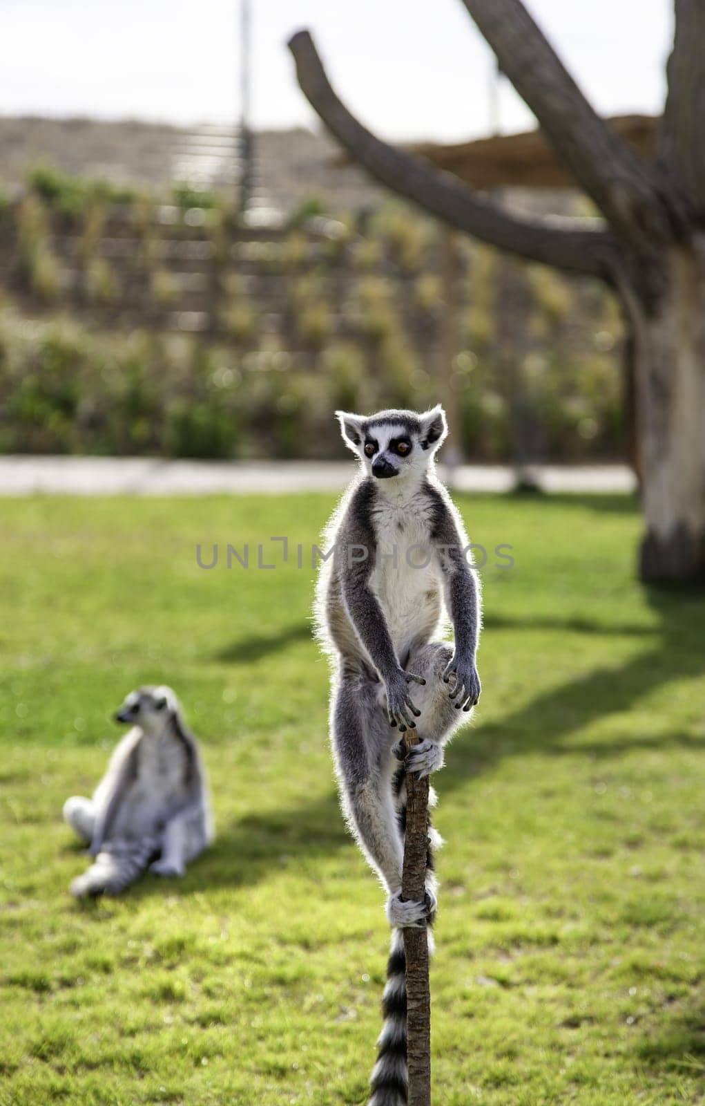 Detail of monkeys in freedom, a protected exotic animal