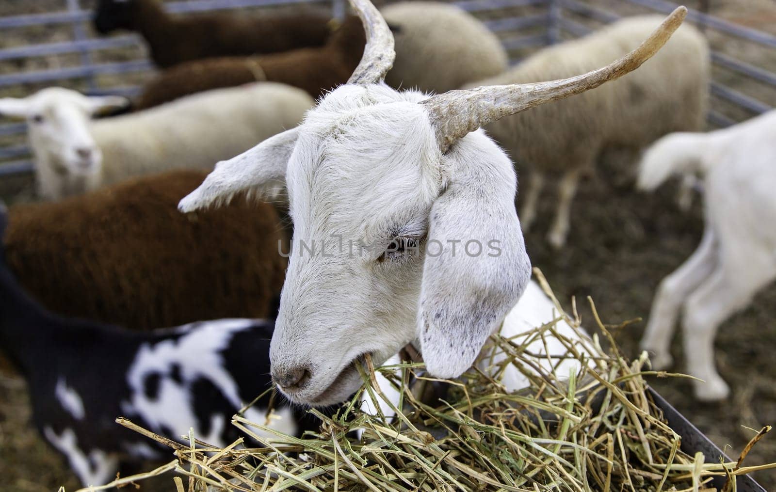 Detail of mammal animal on a farm, industrial