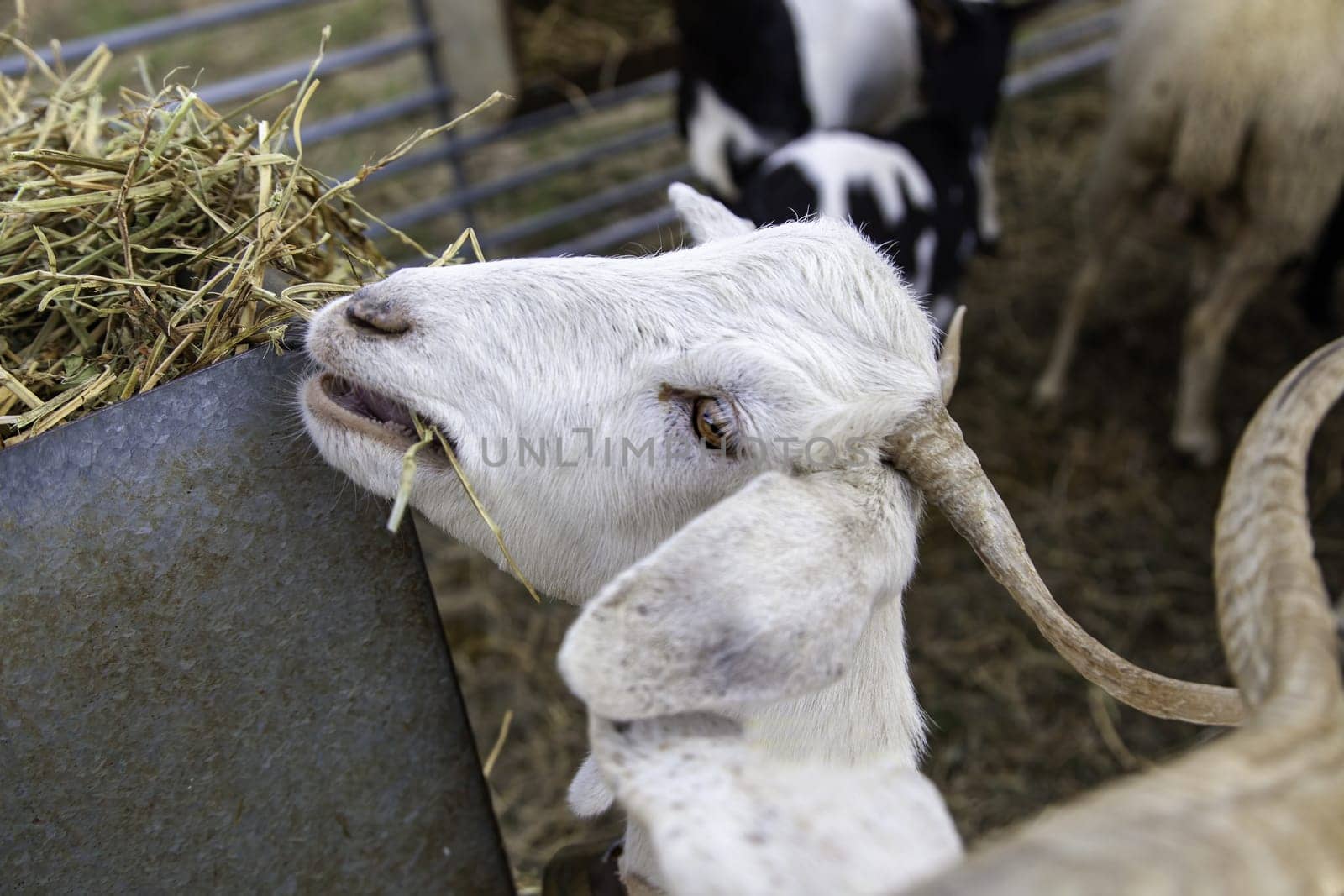 Detail of mammal animal on a farm, industrial