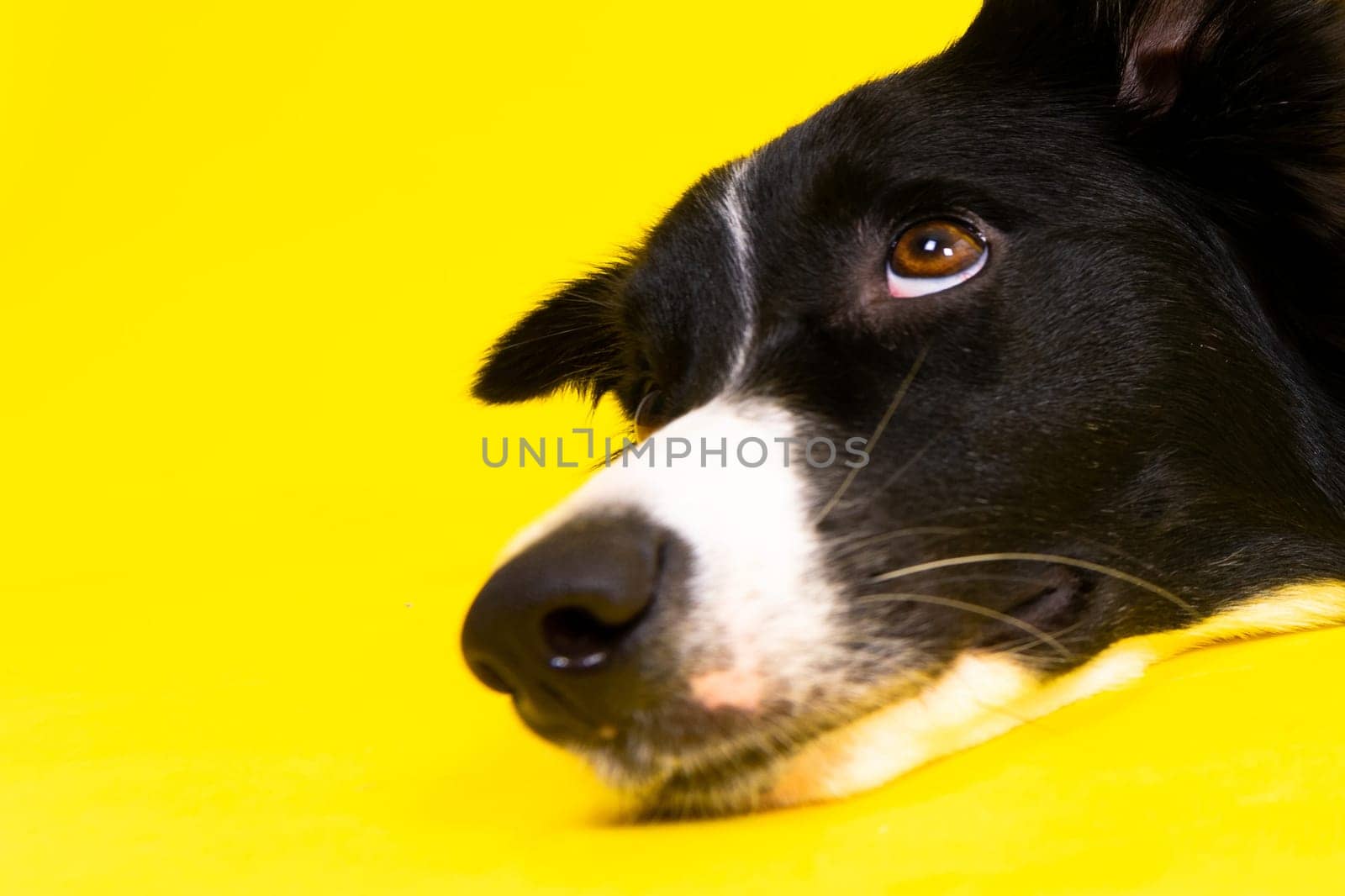 Happy black dog border collie portrait on a yellow and red background