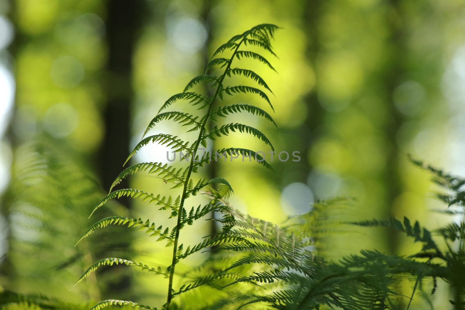 Close-up of fern in the forest on a sunny spring morning.