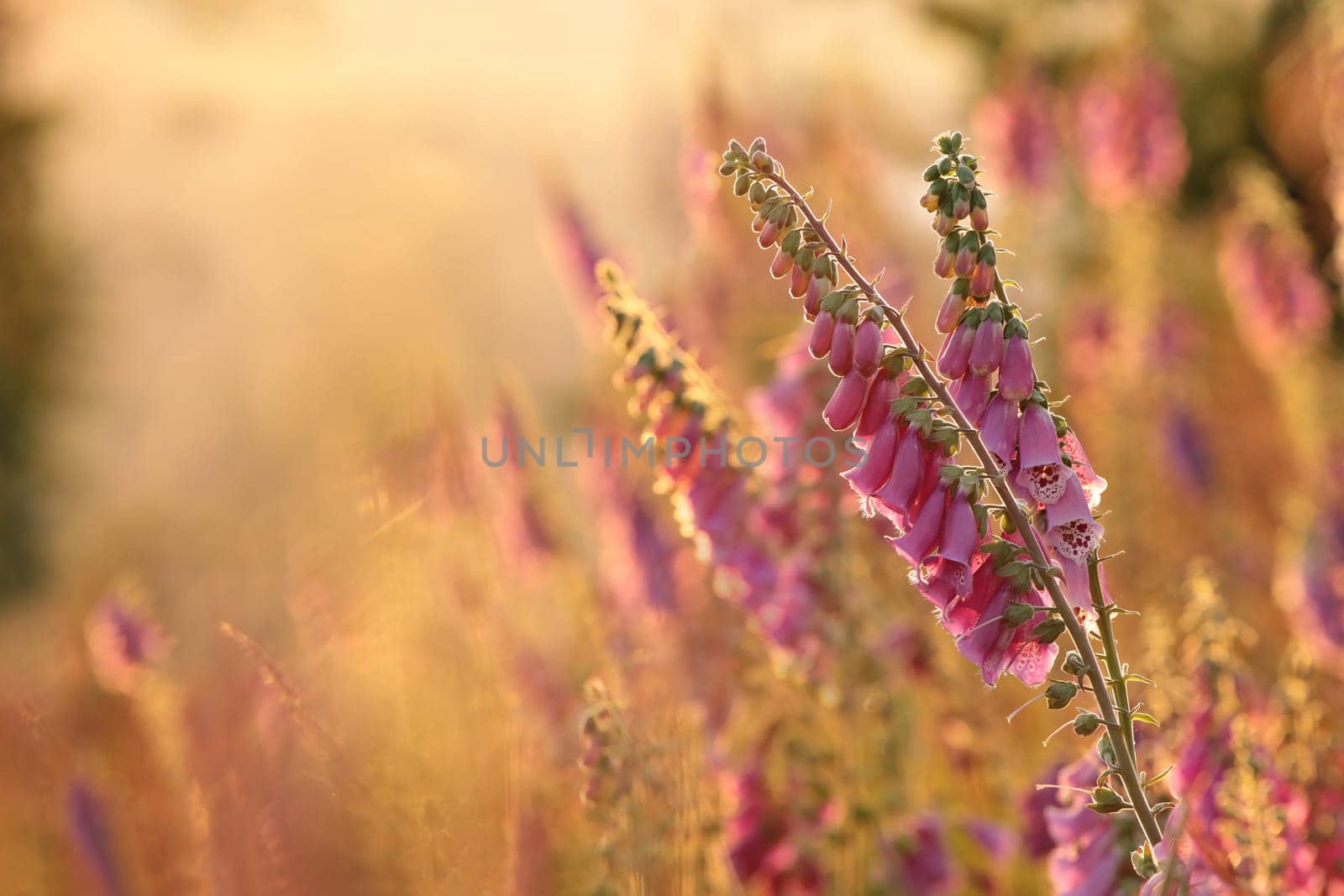 Purple foxglove - Digitalis purpurea during sunset.