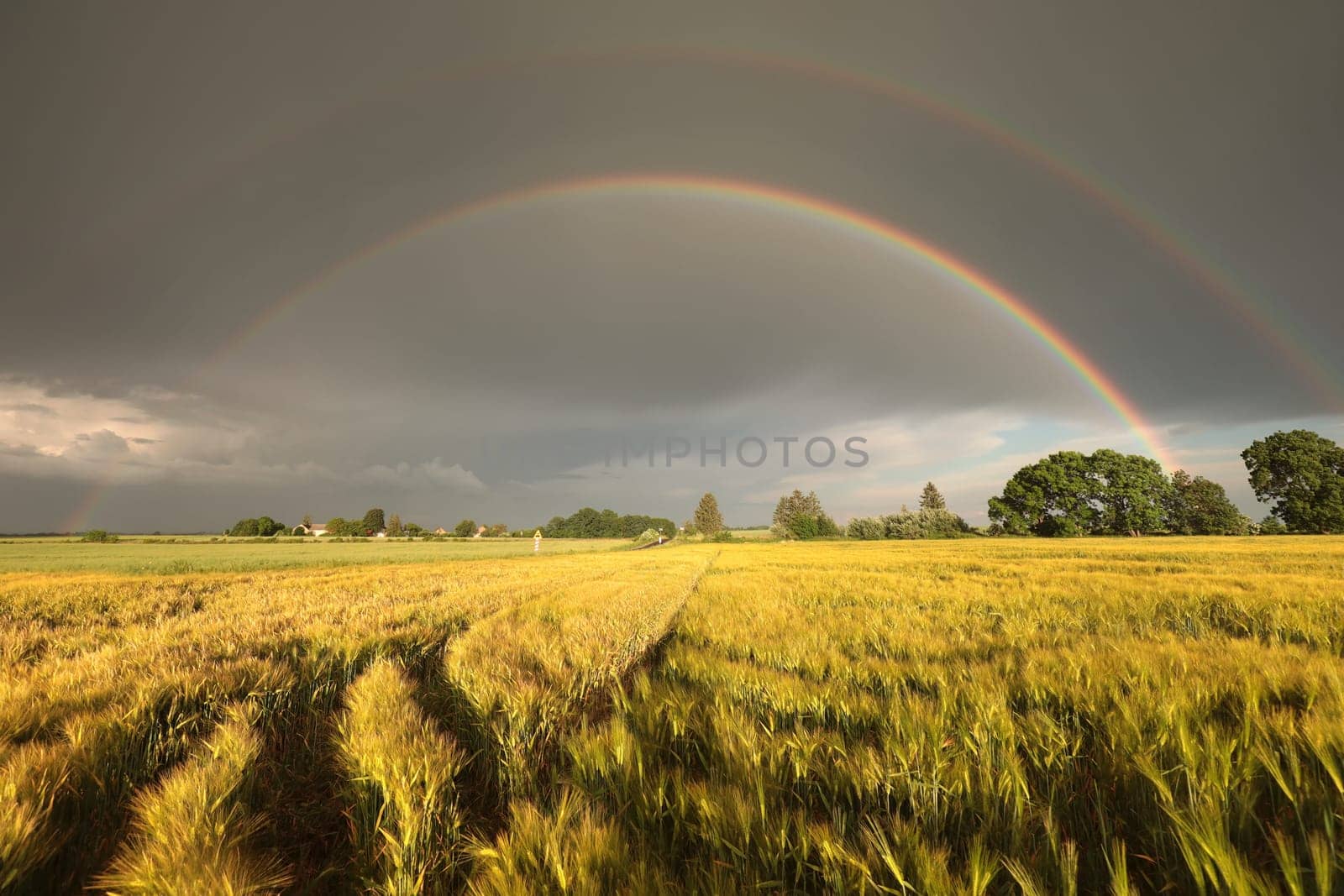 Rainbow and dark rain clouds over a grain field during sunset.