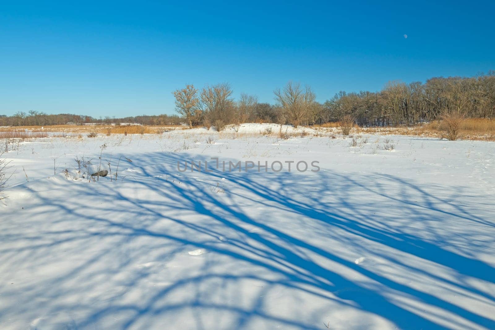Blue Tree Shadows on a Frozen Landscape in the Paul Douglas Preserve in Illinois
