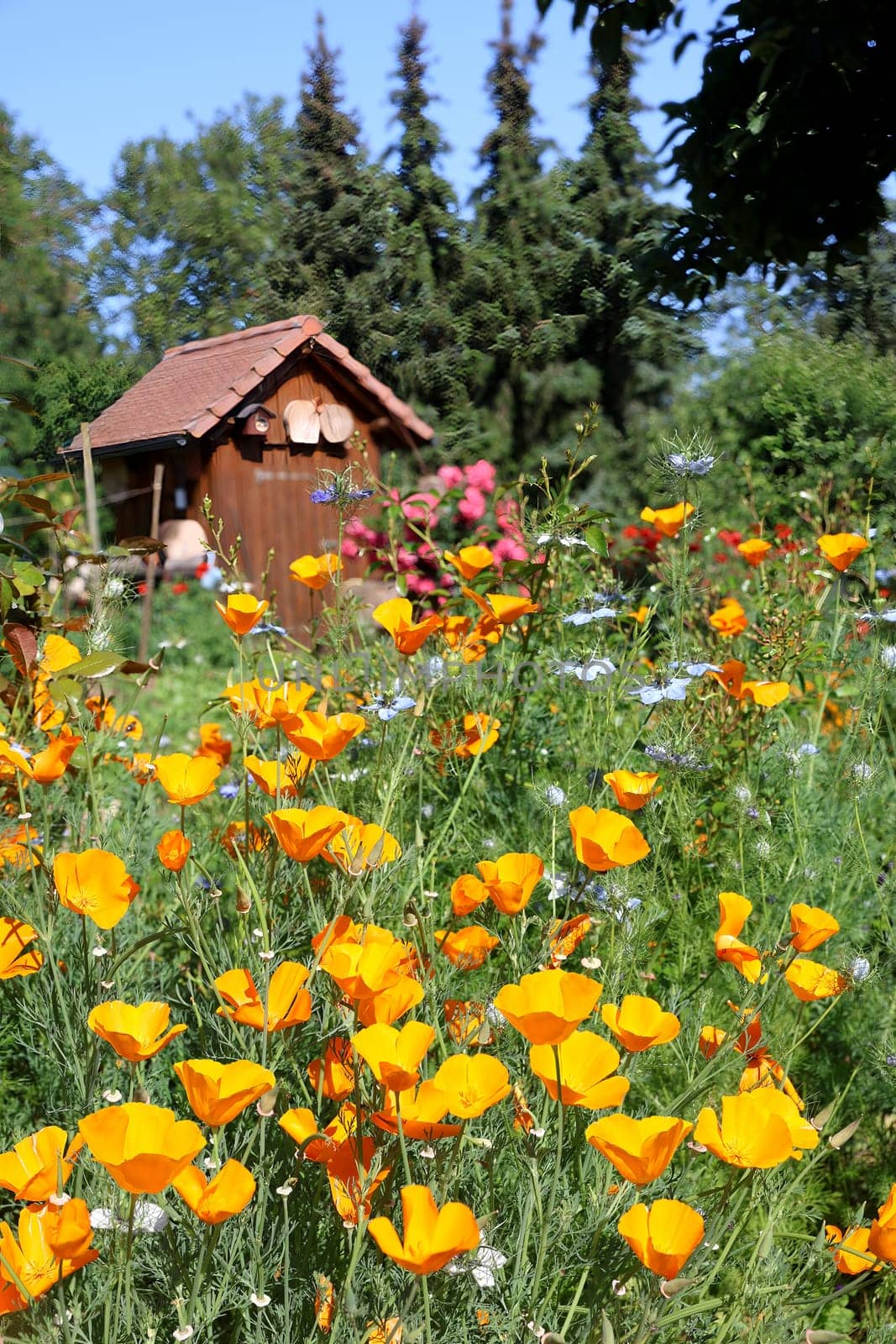 Garden with lots of colorful blooming flowers.