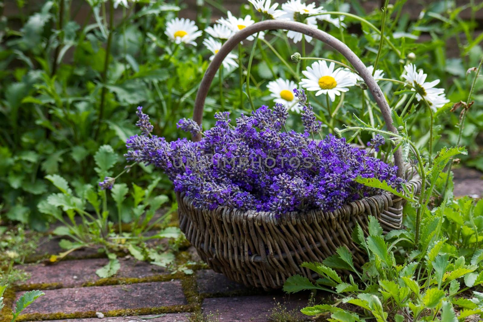 basket with lavender flowers - soft focus