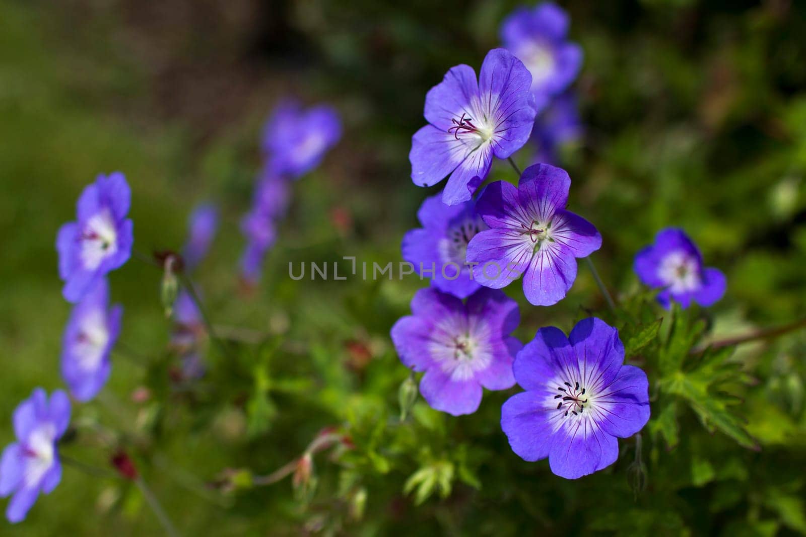 Geranium magnificum, purple cranesbill, is species of plant in genus Geranium, family Geraniaceae.