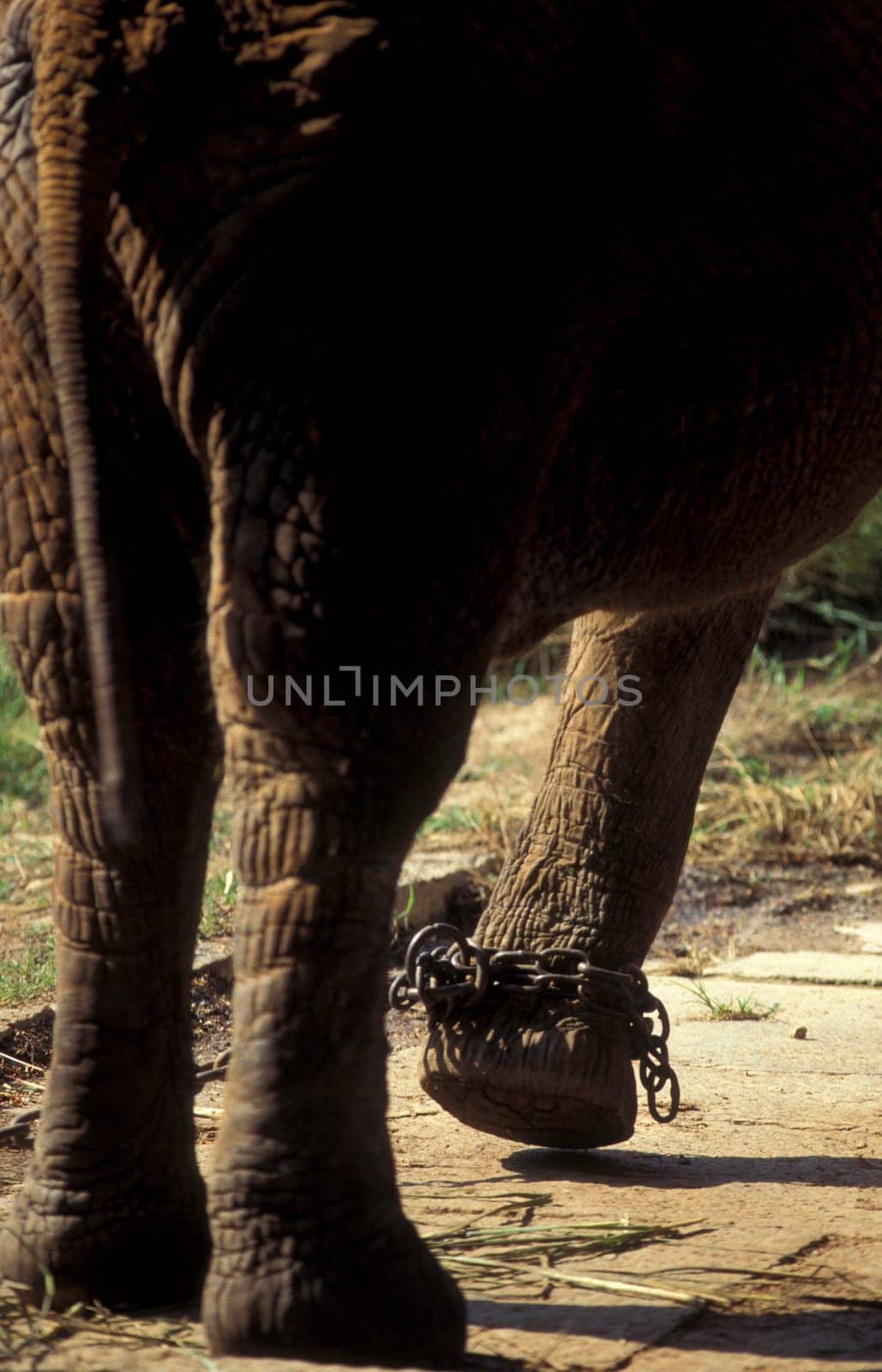 a indian Elephant at the traditional Pooram or Elephant Festival and Temple Festival in the city of Thrissur or Trichur in the Province Kerala in India.  India, Thrissur, April, 1998