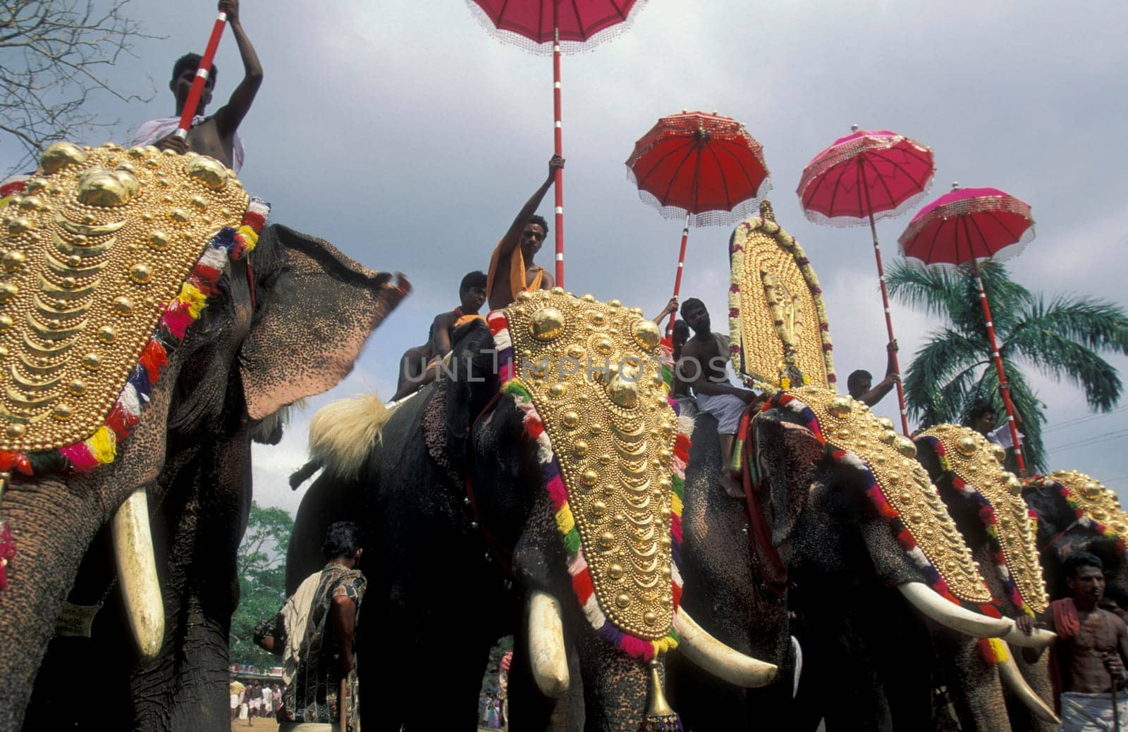 Farmers with their Elephants at the traditional Pooram or Elephant Festival and Temple Festival in the city of Thrissur or Trichur in the Province Kerala in India.  India, Thrissur, April, 1998