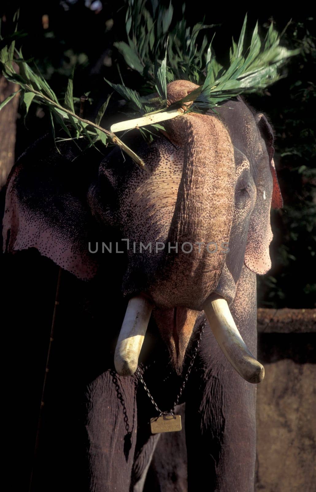 a indian Elephant at the traditional Pooram or Elephant Festival and Temple Festival in the city of Thrissur or Trichur in the Province Kerala in India.  India, Thrissur, April, 1998
