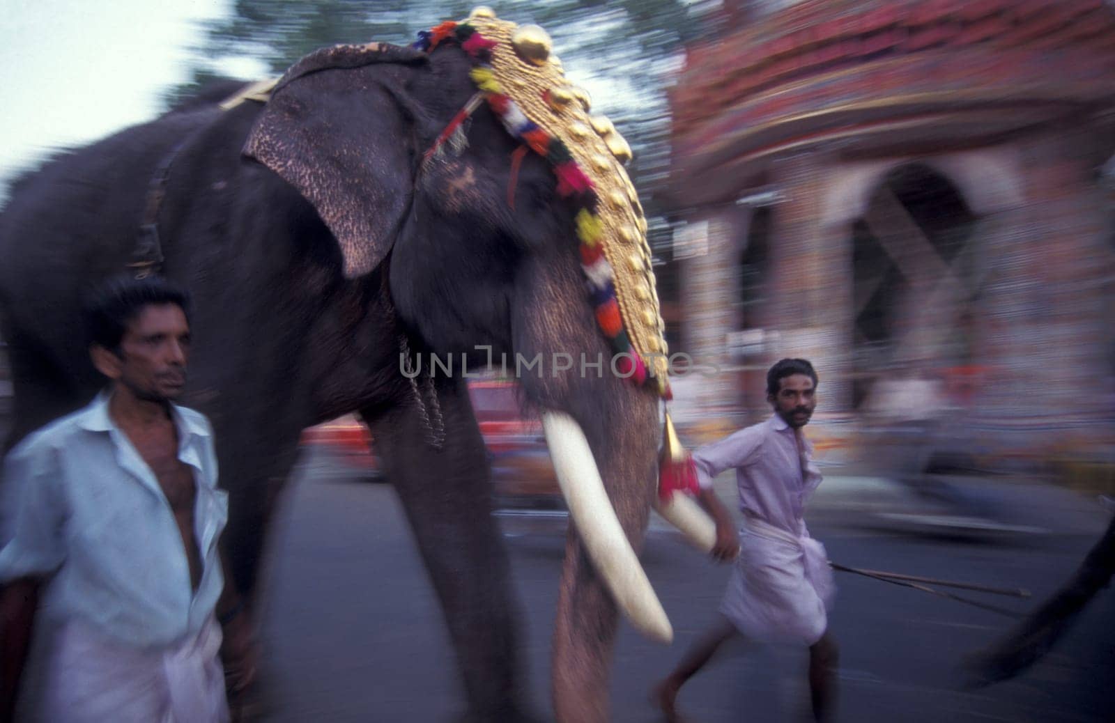 Farmers with their Elephants at the traditional Pooram or Elephant Festival and Temple Festival in the city of Thrissur or Trichur in the Province Kerala in India.  India, Thrissur, April, 1998