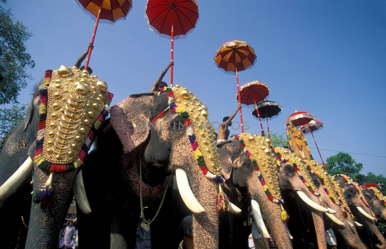 Farmers with their Elephants at the traditional Pooram or Elephant Festival and Temple Festival in the city of Thrissur or Trichur in the Province Kerala in India.  India, Thrissur, April, 1998