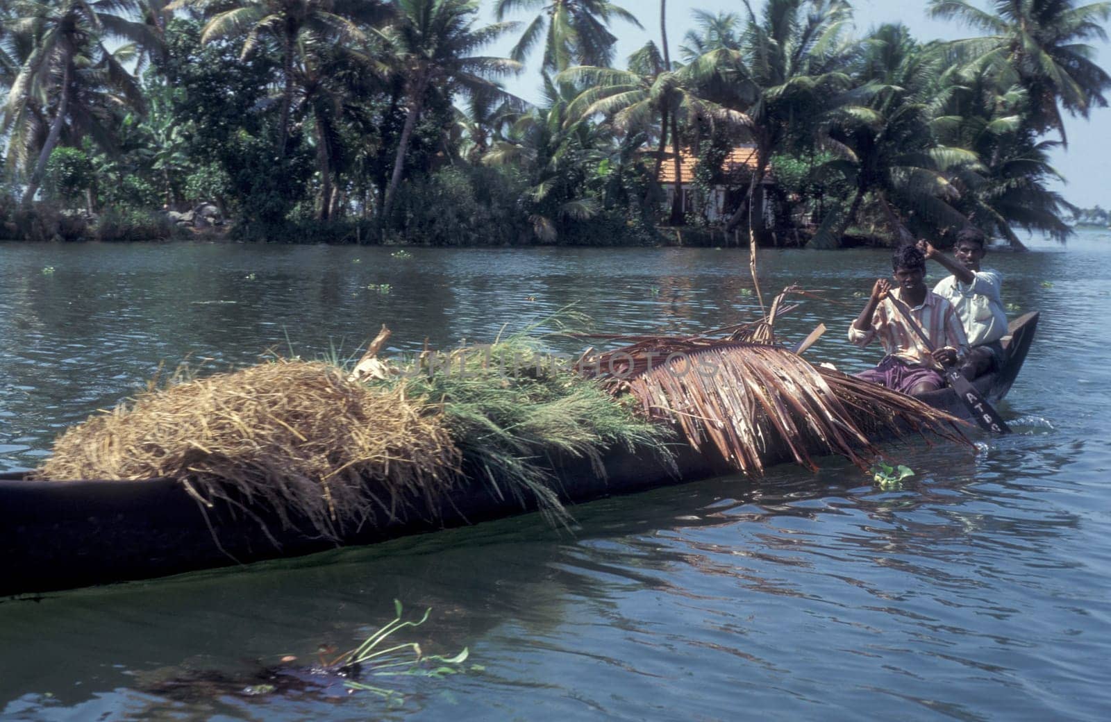 a Farmer with a woodboat at a Canal in the Lagoons and Backwater at the Coast near the city of Kochi or Cochin in the Province Kerala in India.  India, Cochin, April, 1998