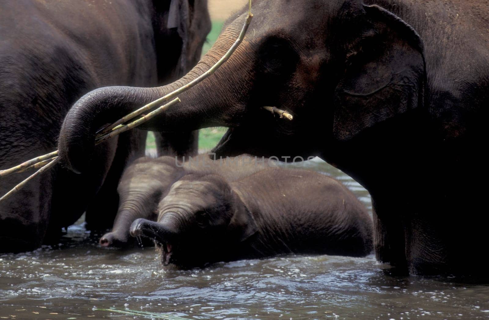 a indian Elephant at the traditional Pooram or Elephant Festival and Temple Festival in the city of Thrissur or Trichur in the Province Kerala in India.  India, Thrissur, April, 1998