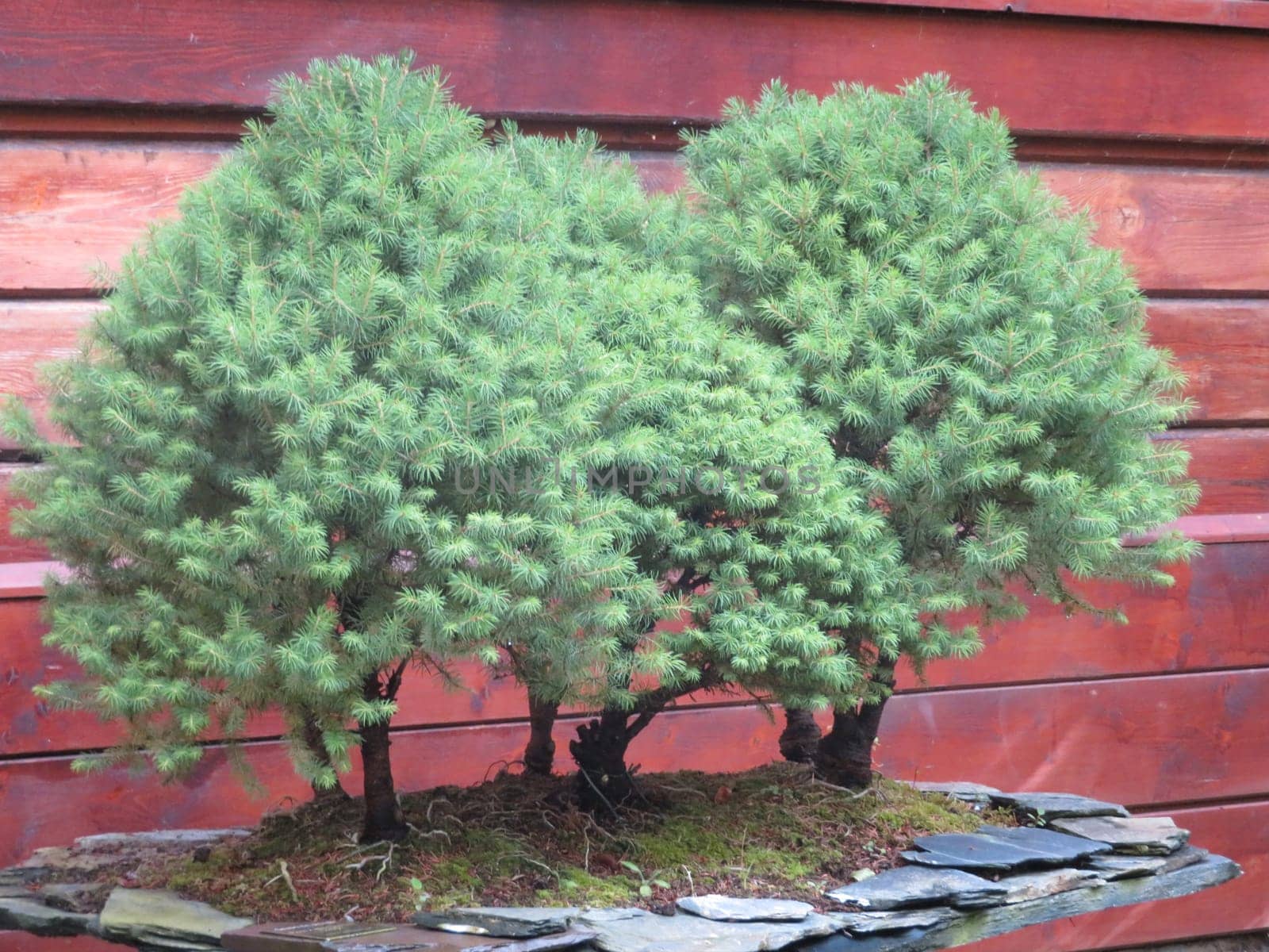miniature plants bonsai natural delicate care culture hobby