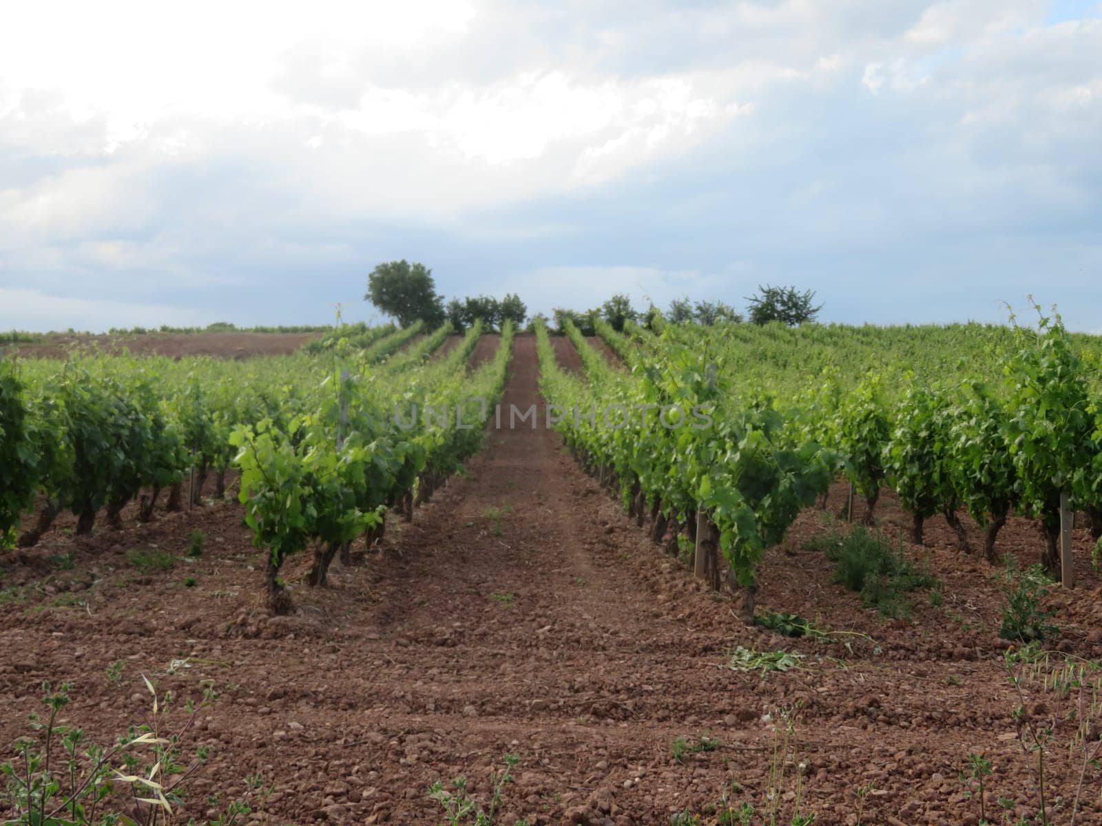 vineyard grape fruit wine plantation elaboration production