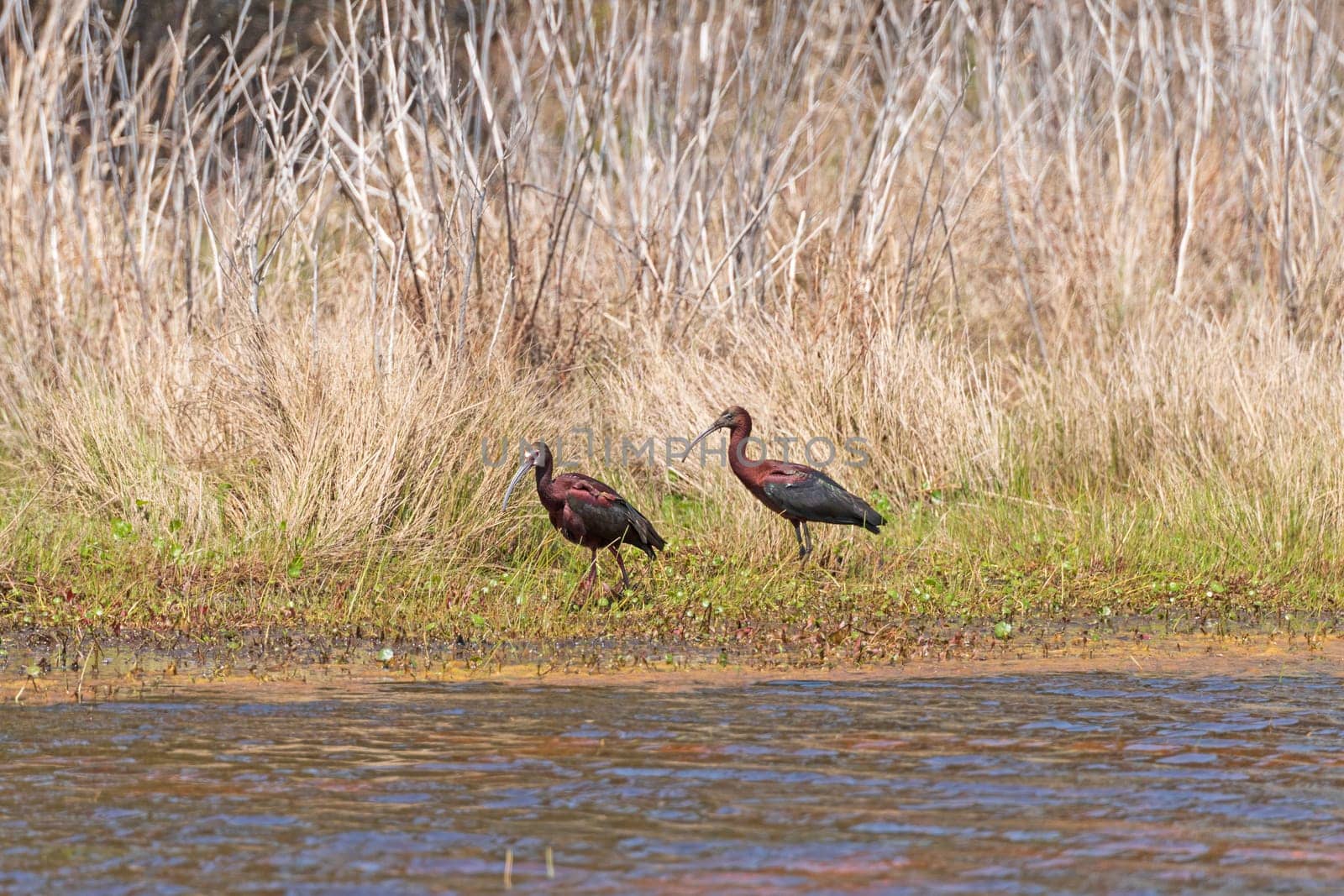 A Pair of Glossy Ibis Patrolling a Wetland Shore in Chincoteague National Wildlife Refuge in Virginia