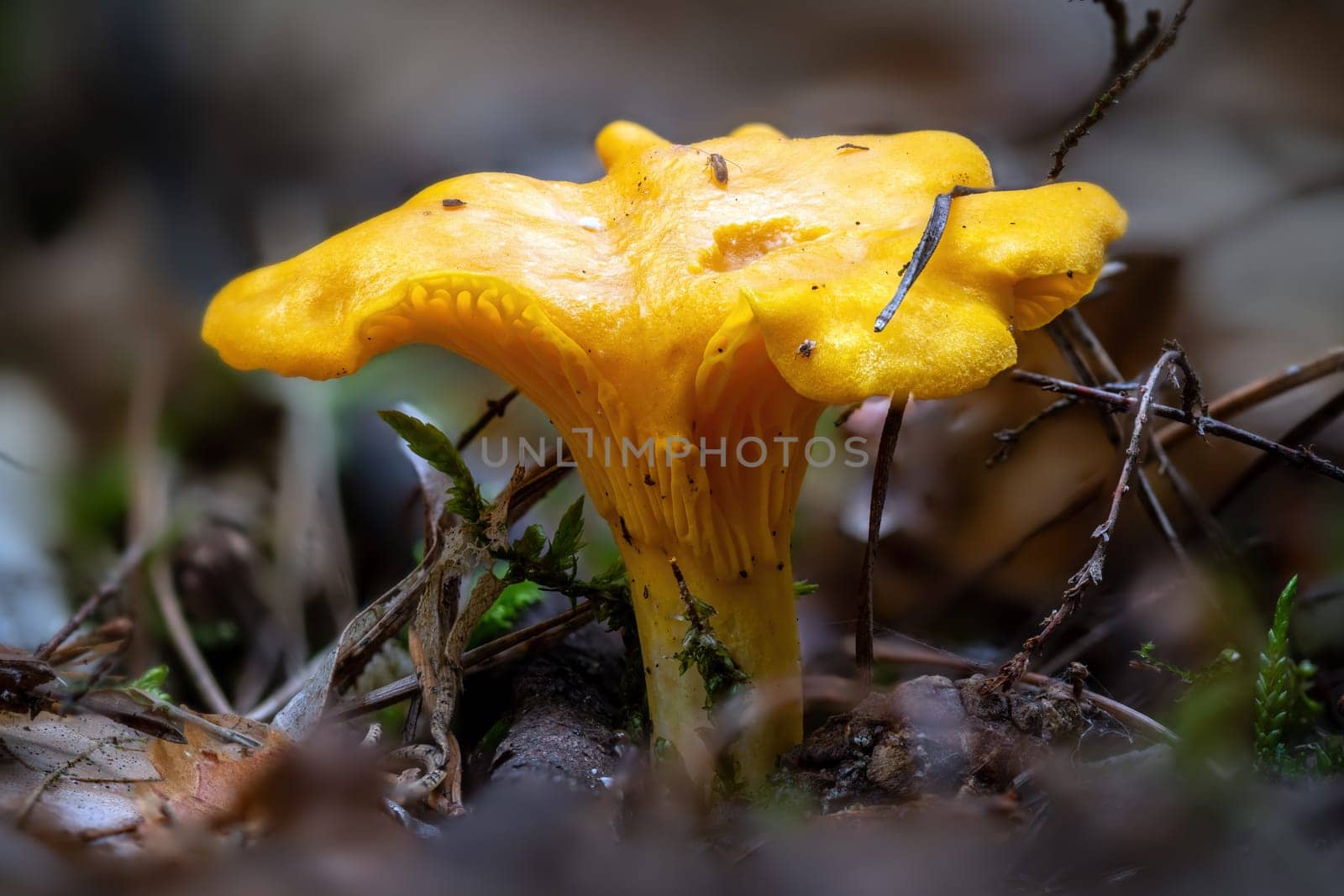 Detail shot of a yellow chanterelle mushroom between pine needles on the forest floor