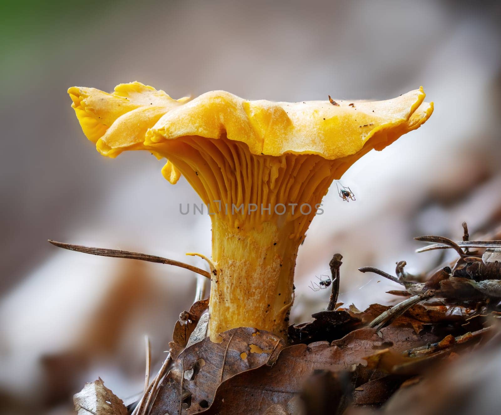 Detail shot of a yellow chanterelle mushroom between pine needles on the forest floor