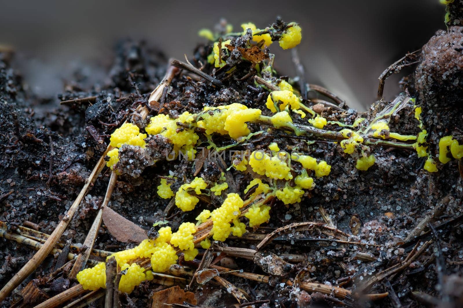 Close up of the yellow tufted fuligo septica between pine needles on the forest floor