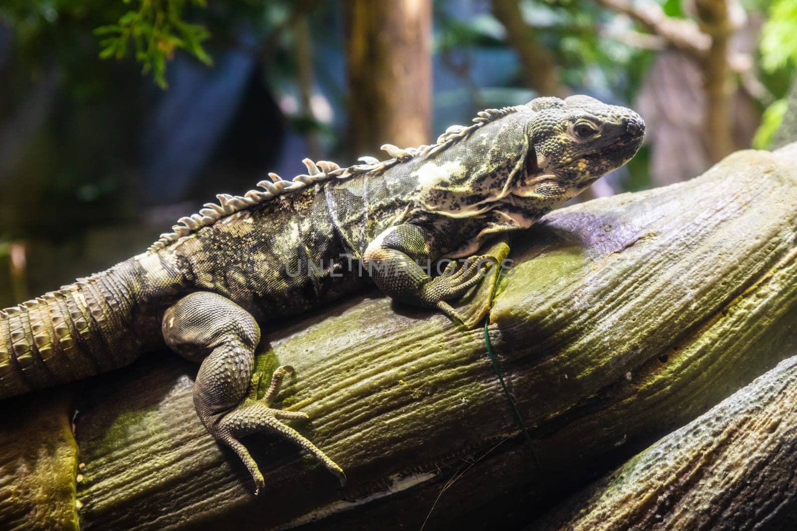 Green Iguana: large, arboreal, mostly herbivorous species of lizard of the genus Iguana