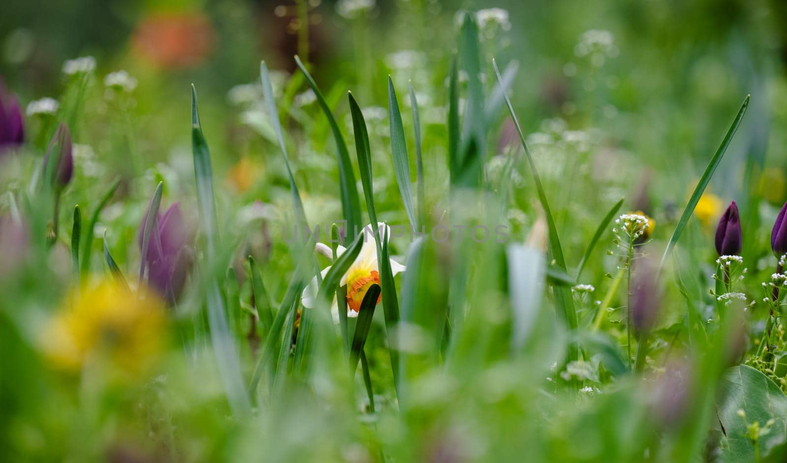 Meadow with green grass, yellow dandelions and white daffodils, day