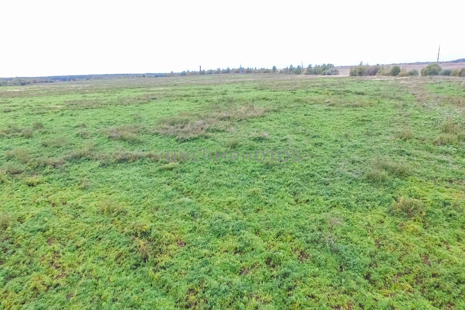 Top view of a field overgrown with grass. Unplowed field