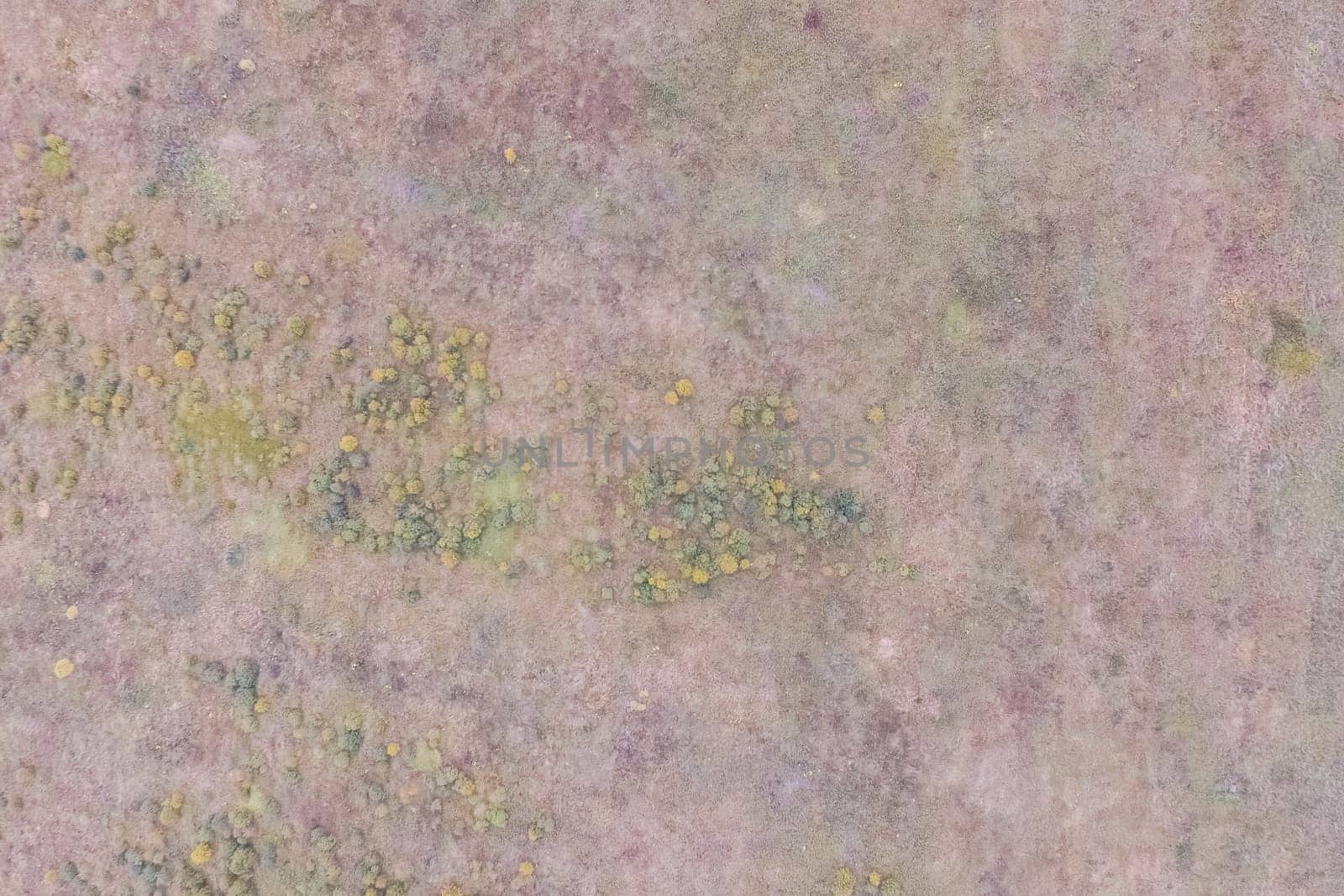 Top view of a field overgrown with grass. Unplowed field