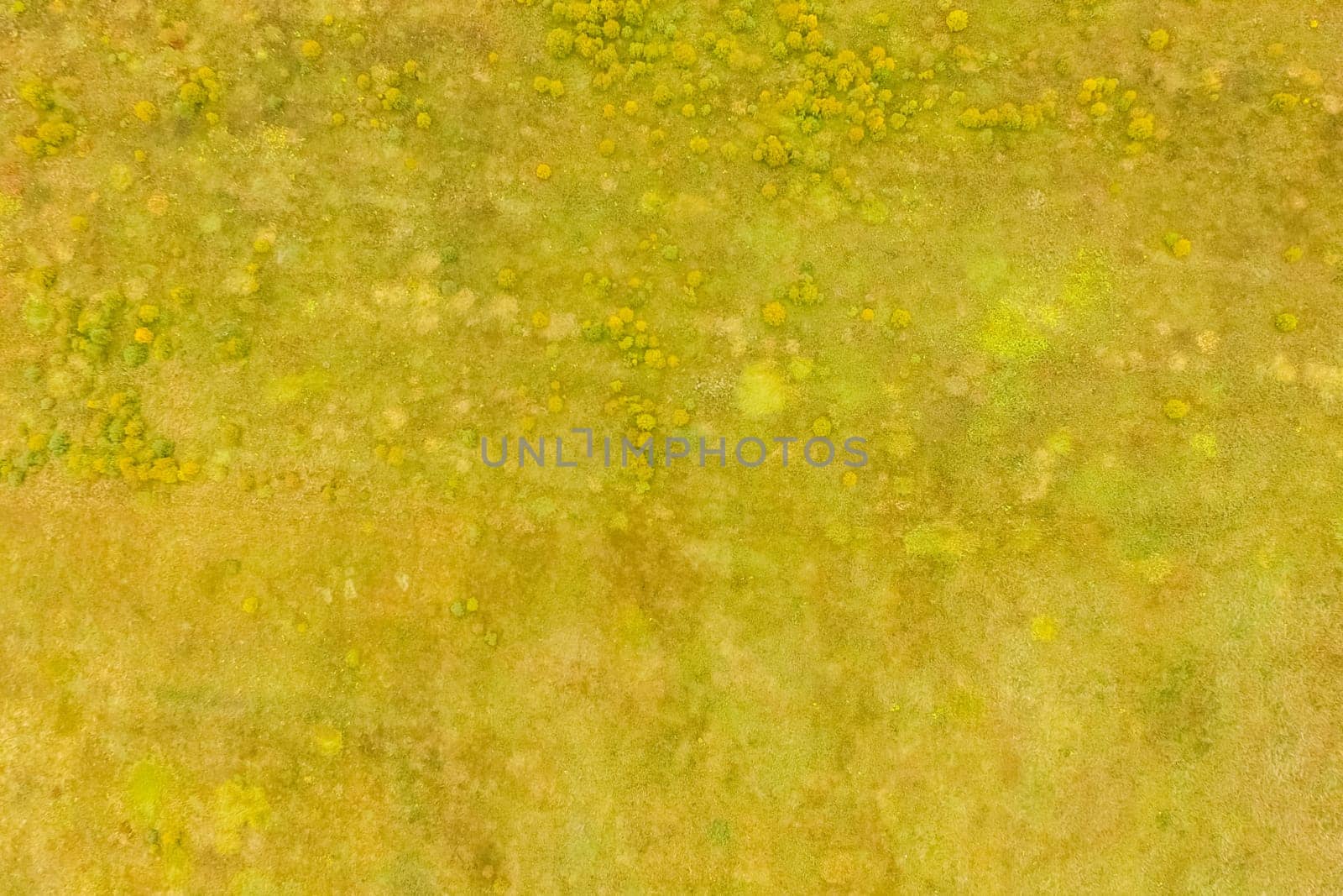 Top view of a field overgrown with grass. Unplowed field