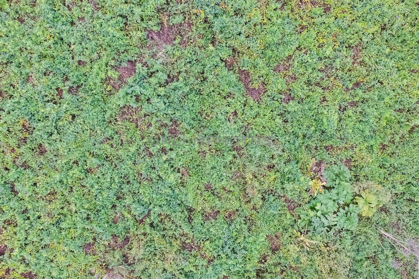 Top view of a field overgrown with grass. Unplowed field