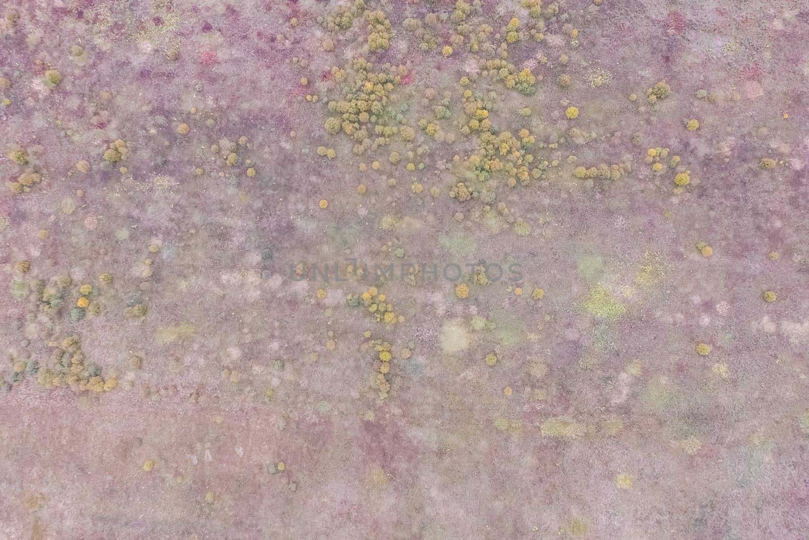 Top view of a field overgrown with grass. Unplowed field