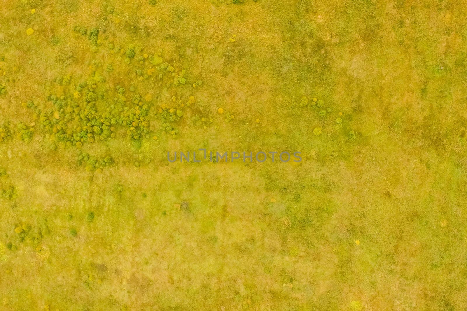 Top view of a field overgrown with grass. Unplowed field